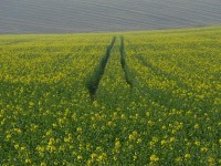 Crops in unusually warm spring weather