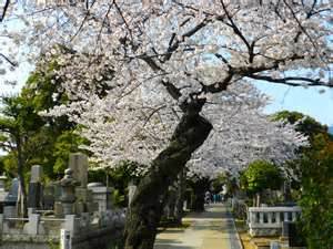 A Stroll Through The Cemetary During Sakura Season